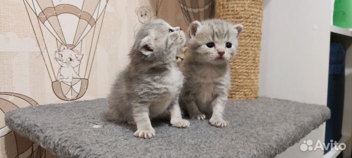 Шотландская кошечки
