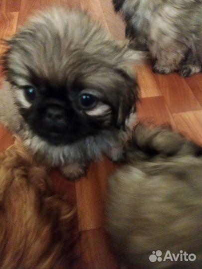 Продаются щенки пекинеса