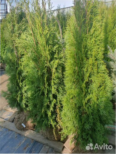 Туя западная Smaragd 120140 см Кедр Брабант