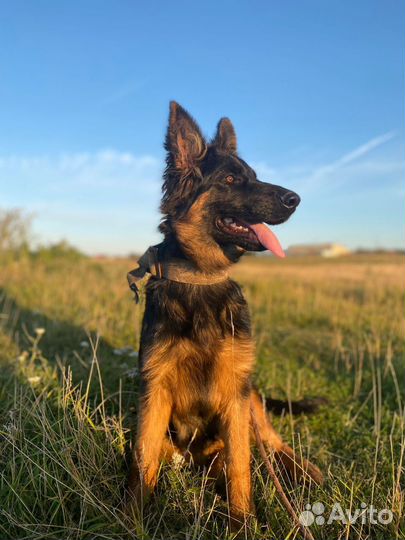 Немецкая овчарка