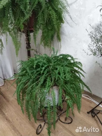 Папоротник комнатный