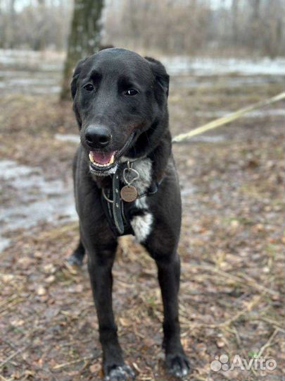 Киану грустит в приюте