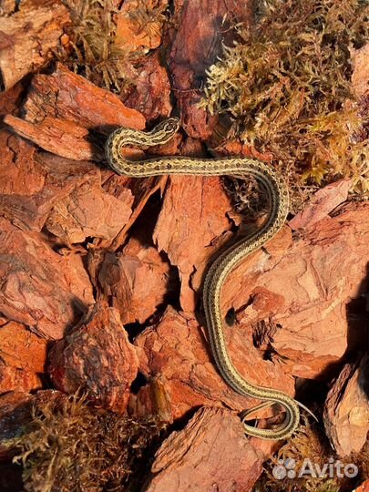 Узорчатый полоз