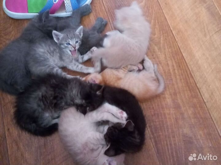 Котята отдам в добрые руки бесплатно