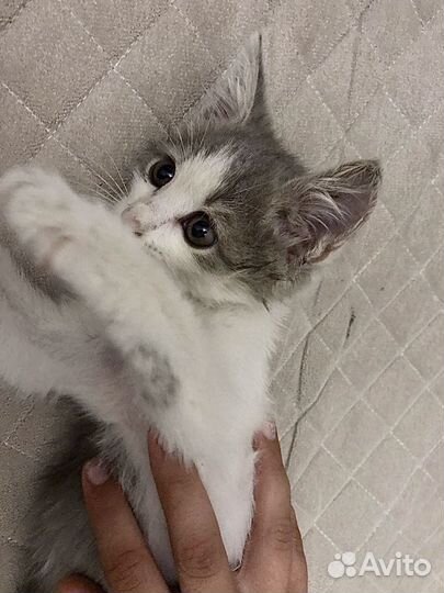 Котенок в добрые руки