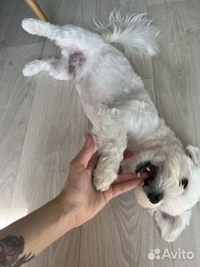 Вязка мальтийская болонка кобель мальтезе