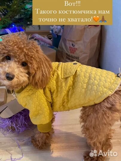 Одежда для собак мелких пород