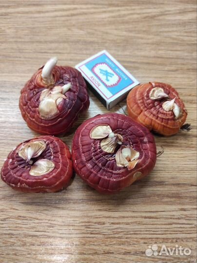 Луковицы Гладиолусы (гладиолусов)