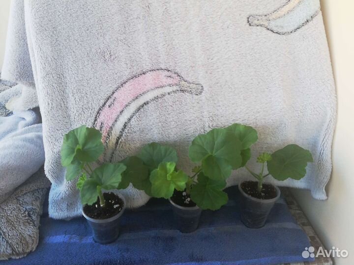 Пеларгония розебудная