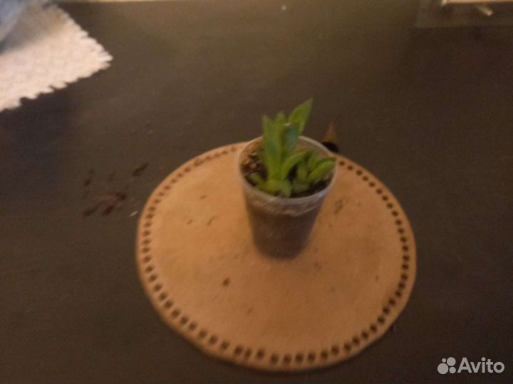 Хавортия ладьевидная