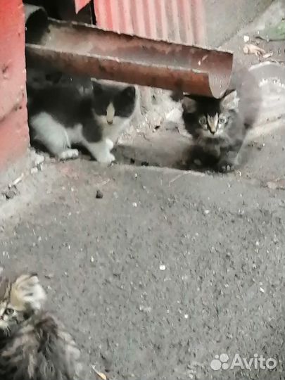 Котята в добрые руки бесплатно