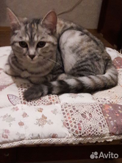 Найдена кошечка
