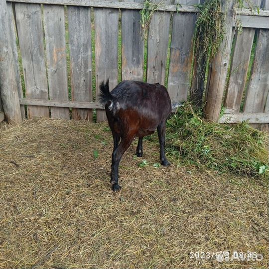 Коза нубийская