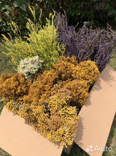 Травы для бани. Веники для бани