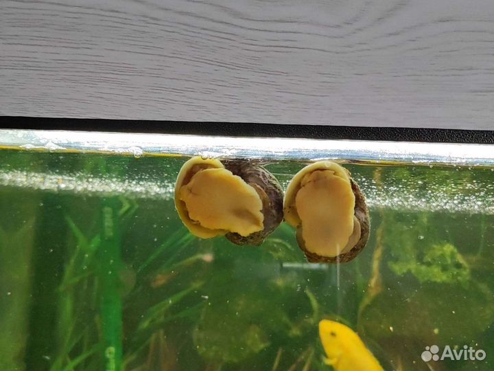 Улитки ампулярии,анциструсы