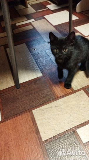 Котята метисы шотландские