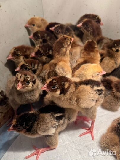 Цыплята кучинская юбилейная