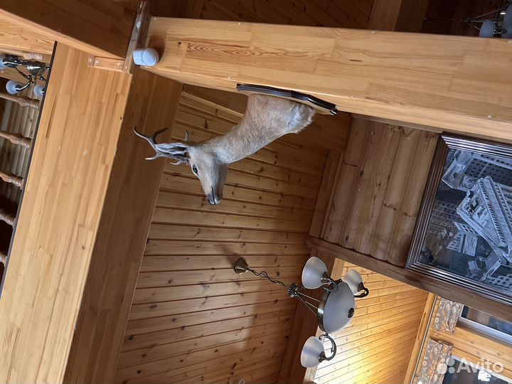 Чучела животных