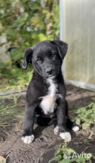 Собака в добрые руки бесплатно