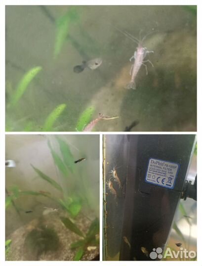 Гуппи, моллинезии, креветки