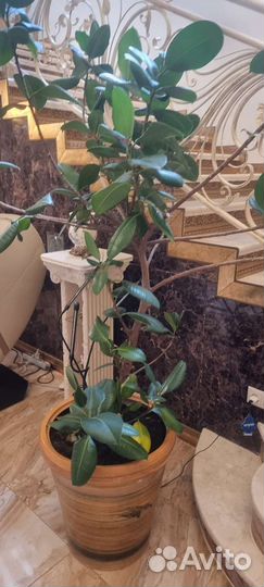 Фикус Эластика крупномер. Высота-1м70см. Шир-1.80