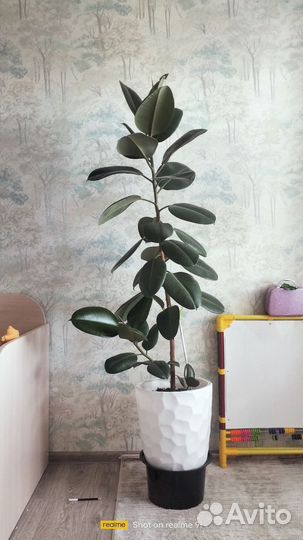 Фикус тинеке