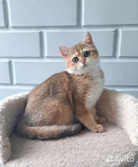 Британские котята
