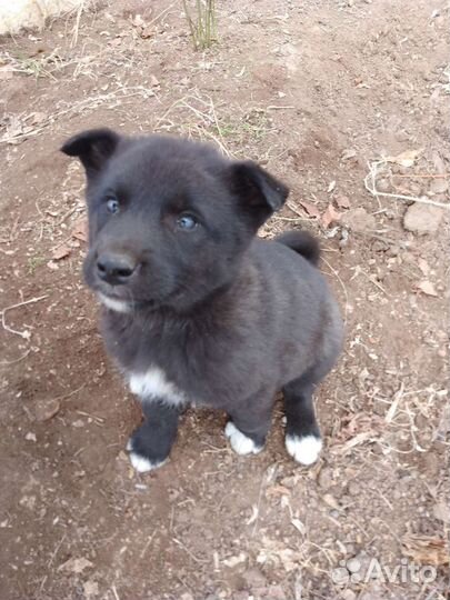 Щенульки в частный дом