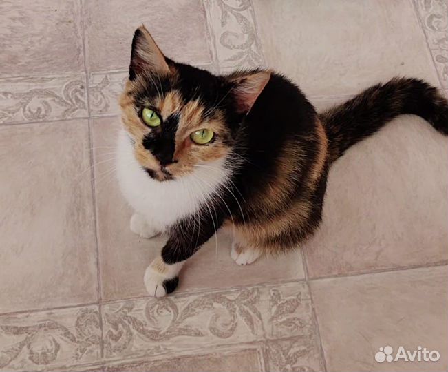 Трехцветная кошечка ищет дом