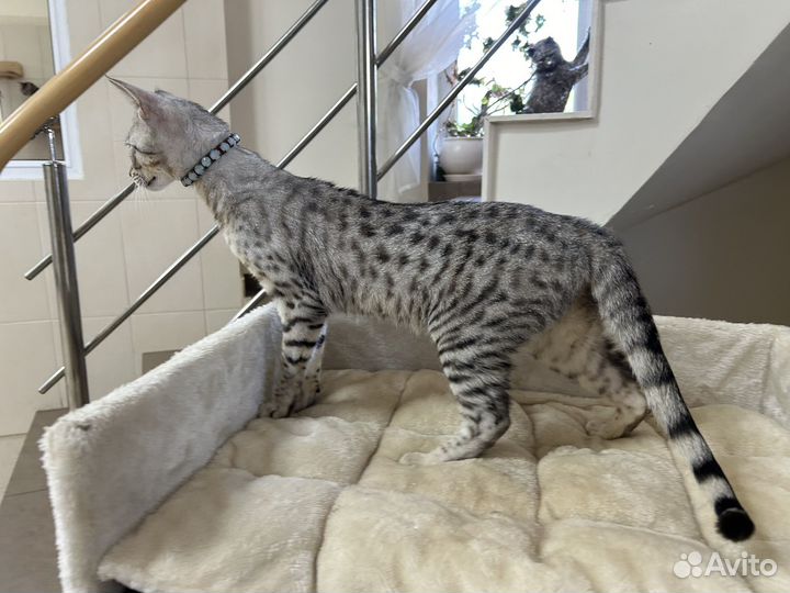Саванна кошечка Арина 3 мес