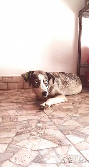 Метис в добрые руки