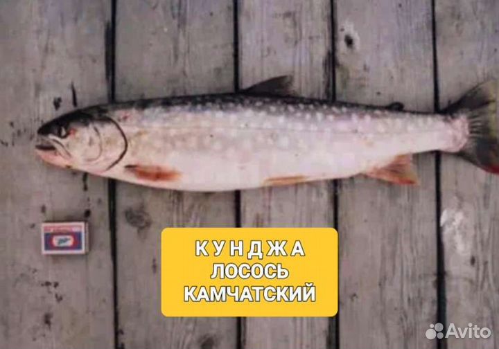 Горбуша Н/П охлажденка. Ожидается (улов 2023)