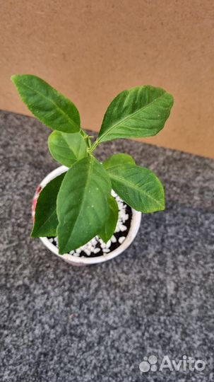 Павловский лимон