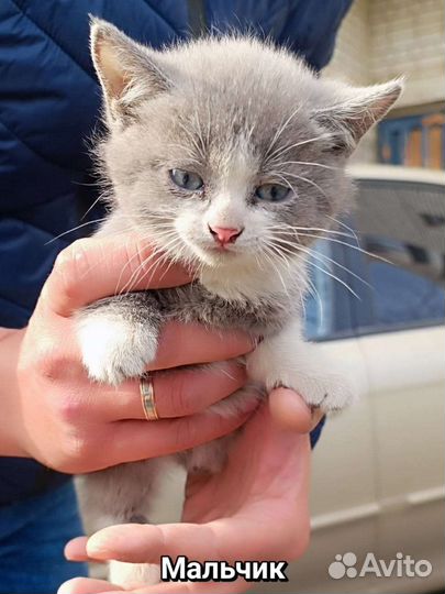 Котята ищут приют