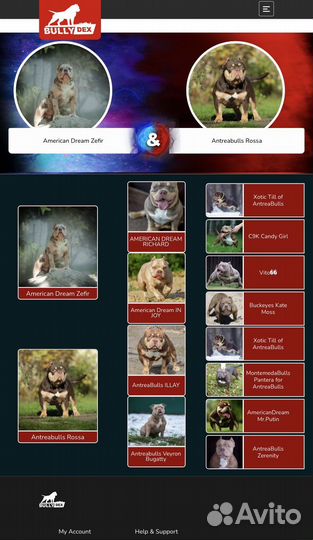 Американский булли вязка