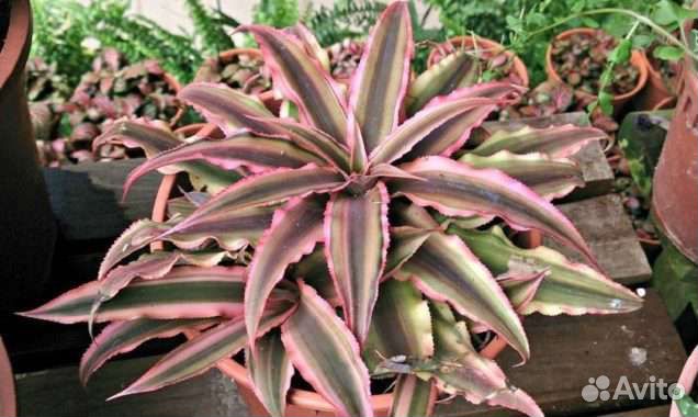 Комнатные цветы растение криптантус