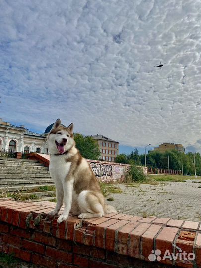 Хаски вязка