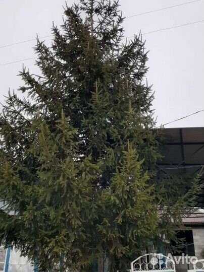 Ель обыкновенная