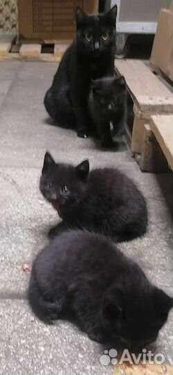 Кошка в дар