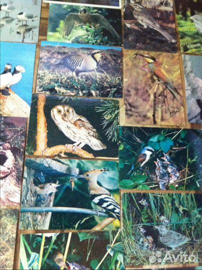 Птицы, животные