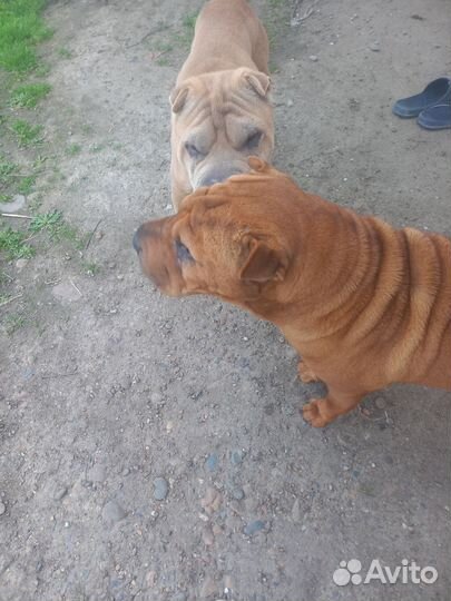 Шарпей вязка