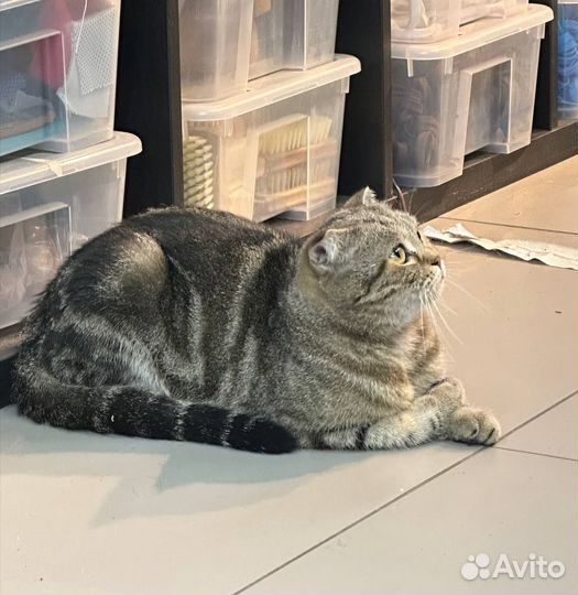 Шотландская вислоухая кошка