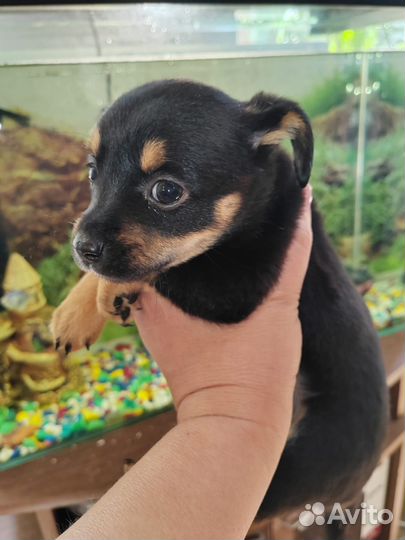 Той-терьер щенки