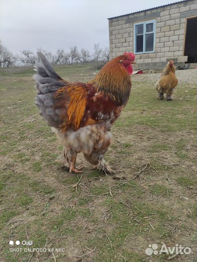 Куры и петухи брама