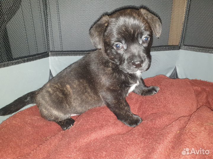 Щенок корги