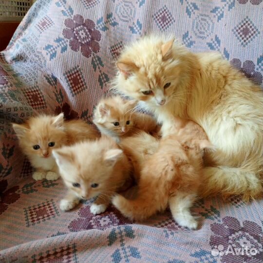 Рыжие котята