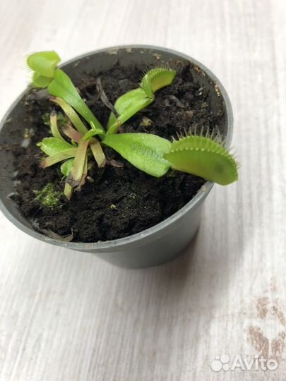 Венерина мухоловка дионея