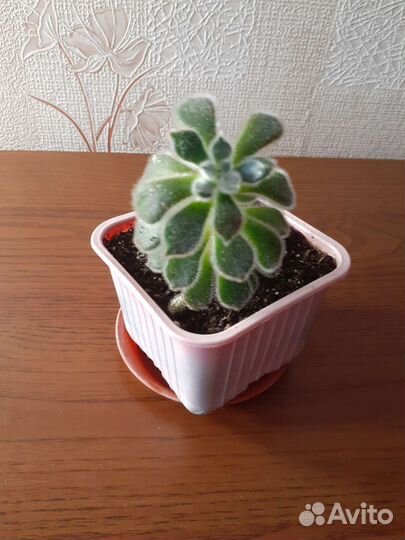 Суккуленты