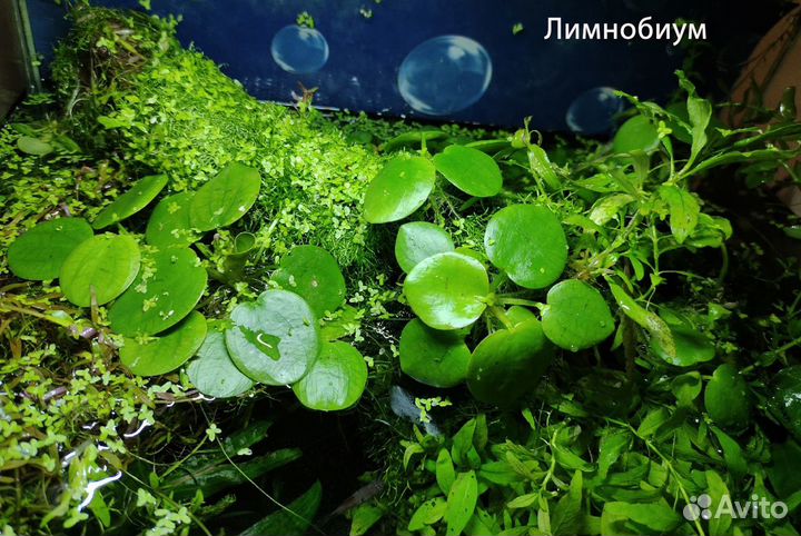 Аквариумные растения, улитки