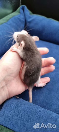 Крыса крысята дамбо из питомника